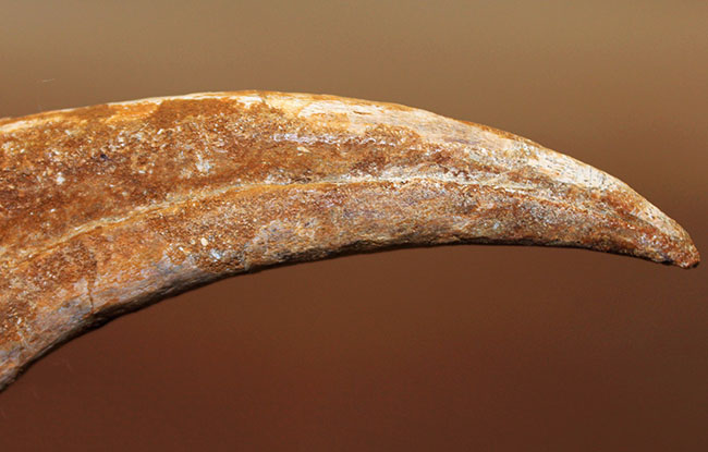 数年に1本の最高峰のコレクション!近年ほとんど目にする機会がないスピノサウルス(Spinosaurus sp.)のハンドクロウ。極上品。(その9)