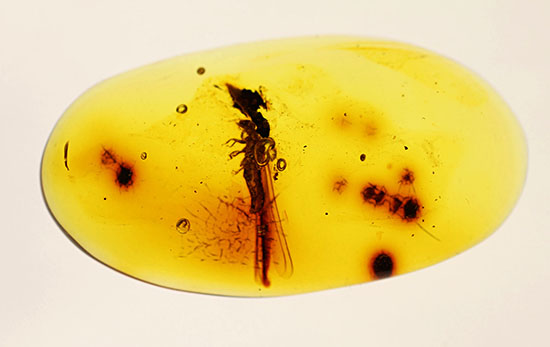 ３千万年前の羽アリの仲間を内包した、非常に透明度の高いドミニカ産の琥珀（Amber）です。（その1）
