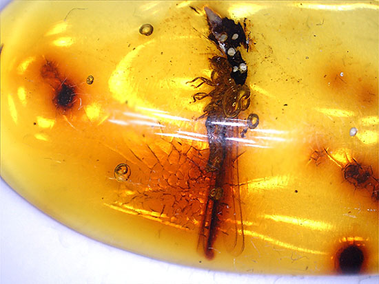 ３千万年前の羽アリの仲間を内包した、非常に透明度の高いドミニカ産の琥珀（Amber）です。（その10）