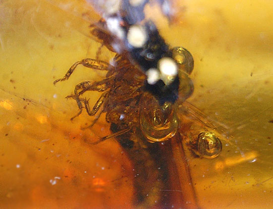 ３千万年前の羽アリの仲間を内包した、非常に透明度の高いドミニカ産の琥珀（Amber）です。（その11）