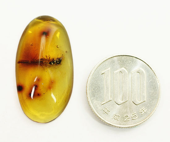 ３千万年前の羽アリの仲間を内包した、非常に透明度の高いドミニカ産の琥珀（Amber）です。（その12）