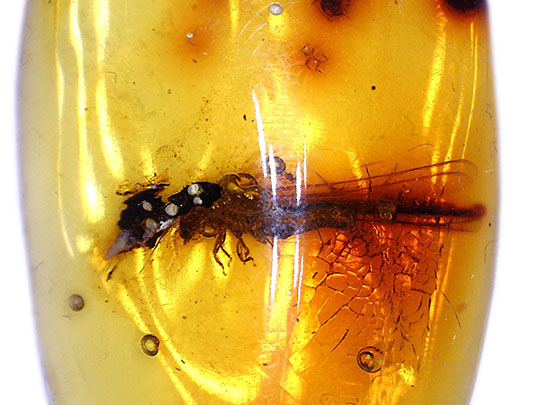 ３千万年前の羽アリの仲間を内包した、非常に透明度の高いドミニカ産の琥珀（Amber）です。（その2）