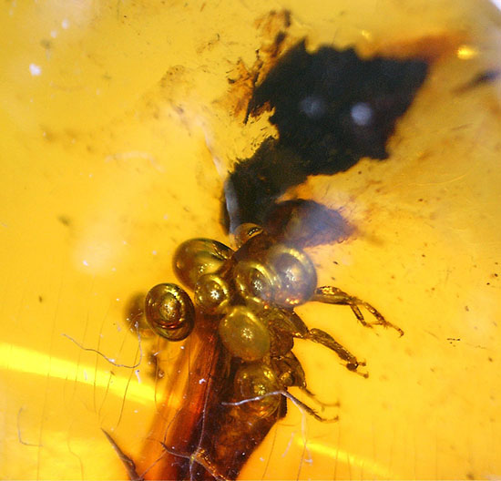 ３千万年前の羽アリの仲間を内包した、非常に透明度の高いドミニカ産の琥珀（Amber）です。（その3）