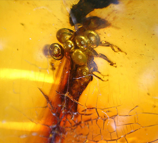 ３千万年前の羽アリの仲間を内包した、非常に透明度の高いドミニカ産の琥珀（Amber）です。（その4）