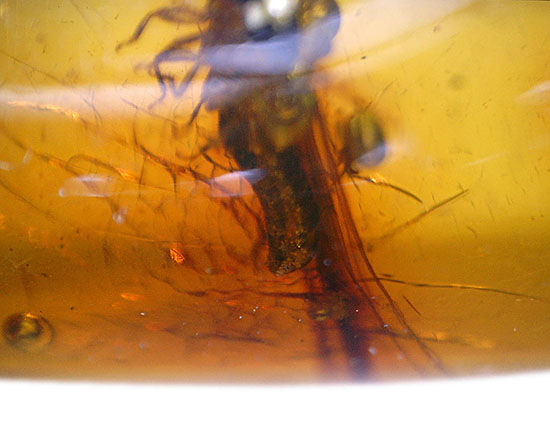 ３千万年前の羽アリの仲間を内包した、非常に透明度の高いドミニカ産の琥珀（Amber）です。（その5）