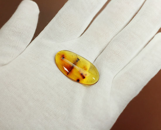 ３千万年前の羽アリの仲間を内包した、非常に透明度の高いドミニカ産の琥珀（Amber）です。（その6）