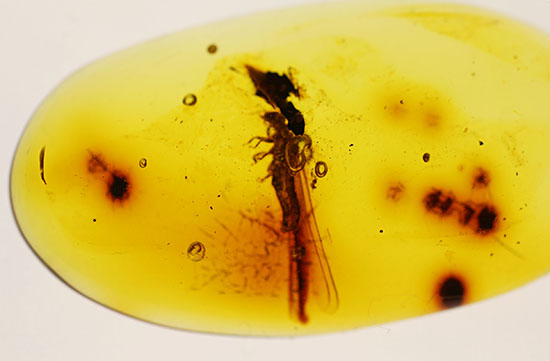 ３千万年前の羽アリの仲間を内包した、非常に透明度の高いドミニカ産の琥珀（Amber）です。（その9）