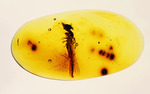 ３千万年前の羽アリの仲間を内包した、非常に透明度の高いドミニカ産の琥珀（Amber）です。