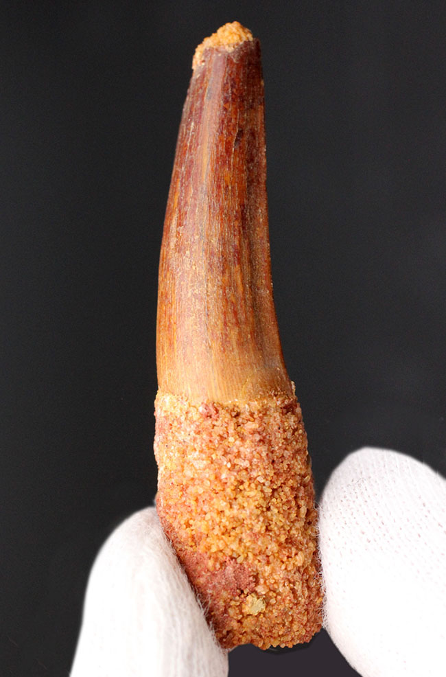 プレゼントにいかが?人気のスピノサウルス(Spinosaurus)の歯化石(その1)