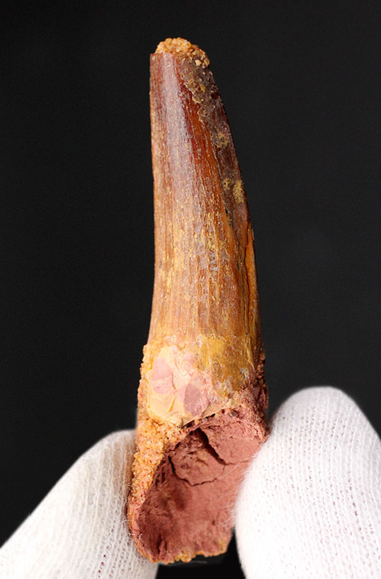 プレゼントにいかが?人気のスピノサウルス(Spinosaurus)の歯化石(その3)