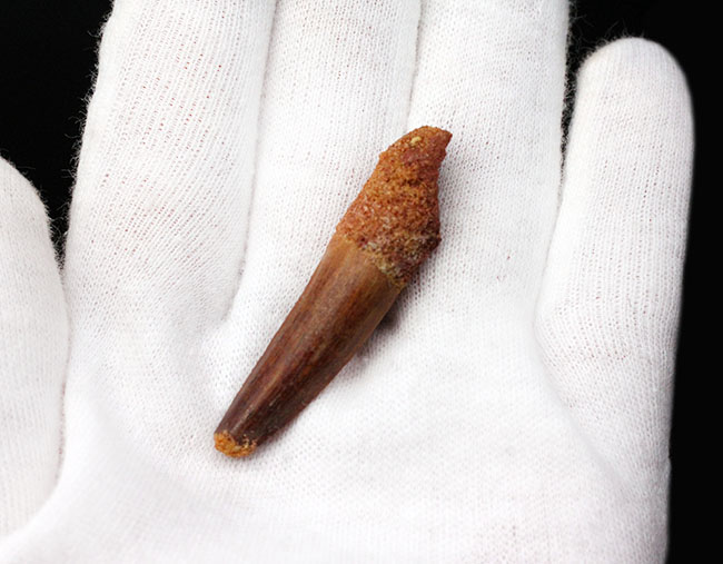 プレゼントにいかが?人気のスピノサウルス(Spinosaurus)の歯化石(その4)
