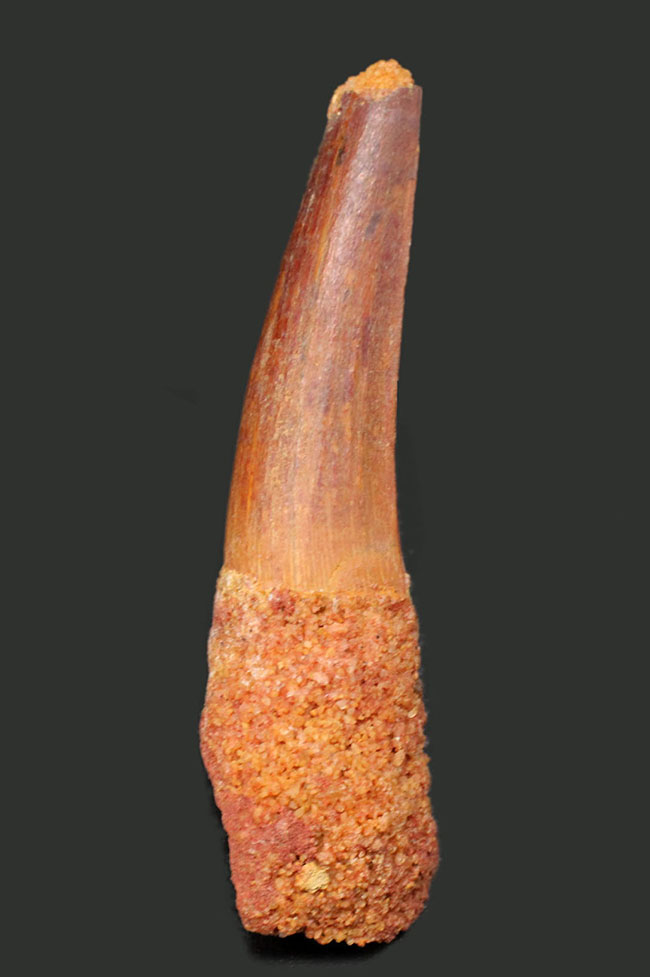 プレゼントにいかが?人気のスピノサウルス(Spinosaurus)の歯化石(その6)