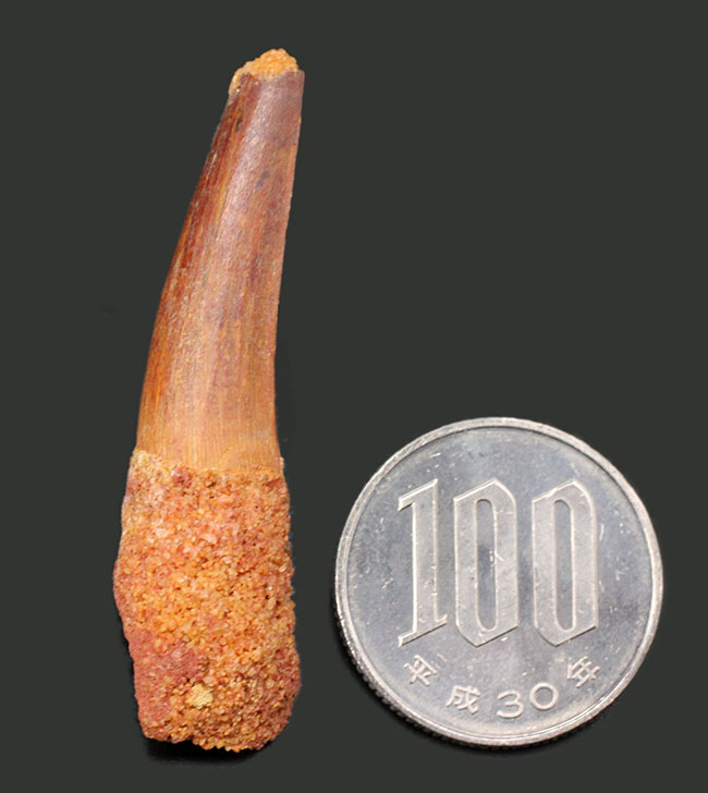 プレゼントにいかが?人気のスピノサウルス(Spinosaurus)の歯化石(その8)