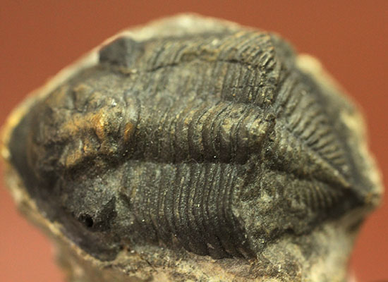 ビギナーズ標本、三葉虫ズリコバスピス(その1)