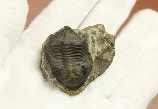 ビギナーズ標本、三葉虫ズリコバスピス(その4)