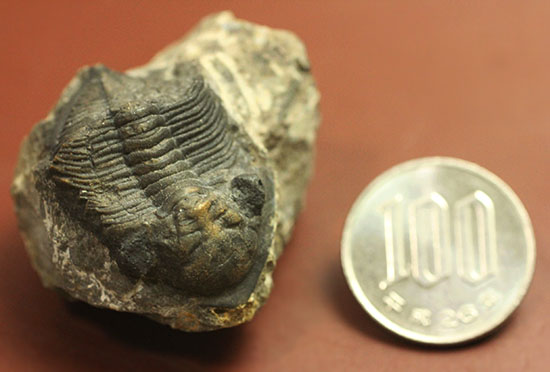 ビギナーズ標本、三葉虫ズリコバスピス(その6)