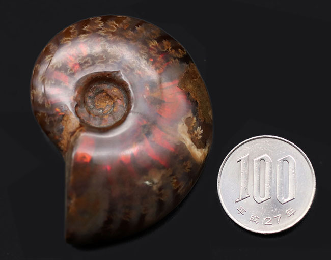肋（ろく）に沿って濃い赤に輝く！マダガスカル産の遊色アンモナイト、クレオニセラス（Cleoniceras）の化石（その10）