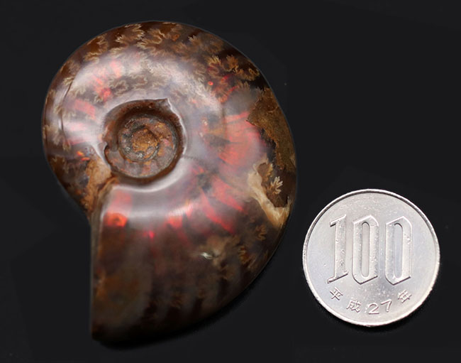 肋(ろく)に沿って濃い赤に輝く!マダガスカル産の遊色アンモナイト、クレオニセラス(Cleoniceras)の化石(その10)