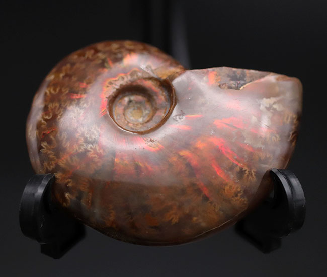 肋(ろく)に沿って濃い赤に輝く!マダガスカル産の遊色アンモナイト、クレオニセラス(Cleoniceras)の化石(その2)