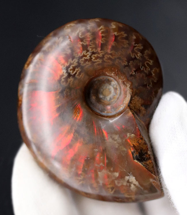 肋(ろく)に沿って濃い赤に輝く!マダガスカル産の遊色アンモナイト、クレオニセラス(Cleoniceras)の化石(その3)