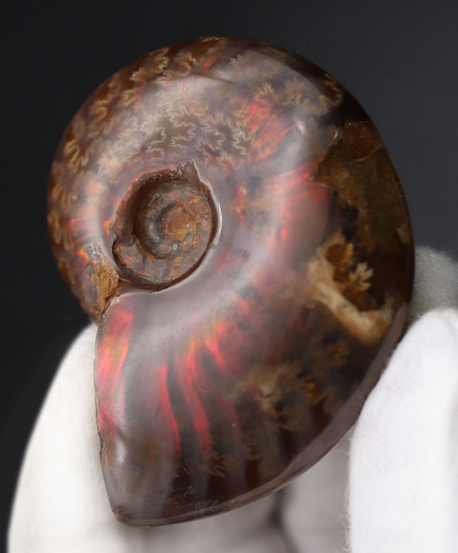 肋(ろく)に沿って濃い赤に輝く!マダガスカル産の遊色アンモナイト、クレオニセラス(Cleoniceras)の化石(その4)