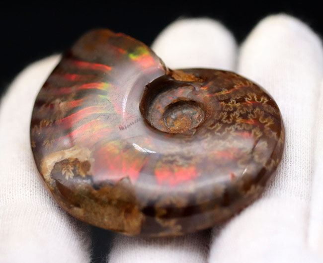 肋(ろく)に沿って濃い赤に輝く!マダガスカル産の遊色アンモナイト、クレオニセラス(Cleoniceras)の化石(その7)