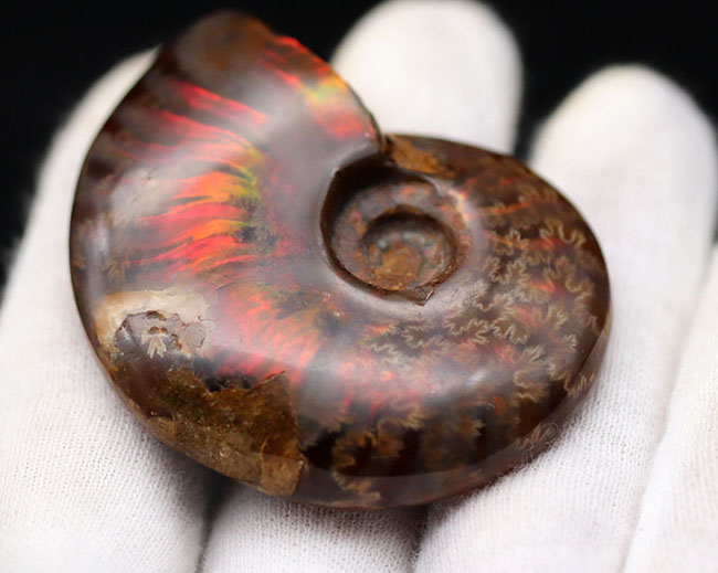 肋(ろく)に沿って濃い赤に輝く!マダガスカル産の遊色アンモナイト、クレオニセラス(Cleoniceras)の化石(その8)