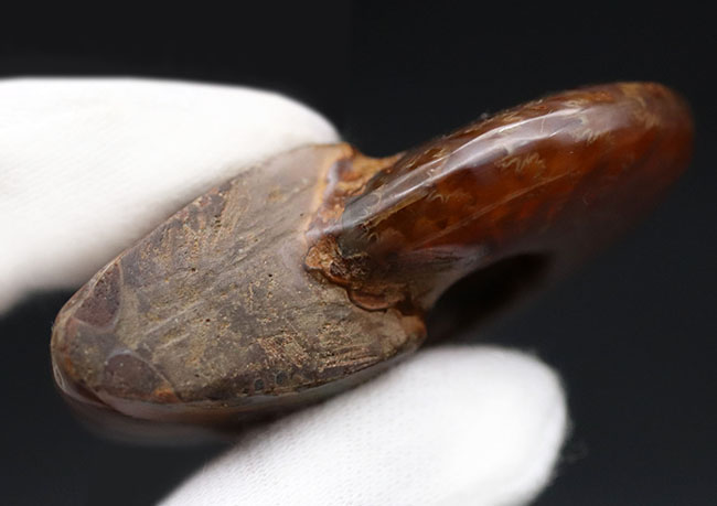 肋(ろく)に沿って濃い赤に輝く!マダガスカル産の遊色アンモナイト、クレオニセラス(Cleoniceras)の化石(その9)