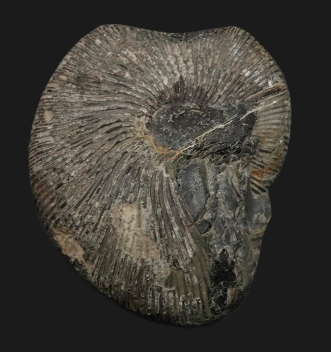 特徴的な肋（リブ）が保存された、ジュラ紀中期の珍しいアンモナイト、マクロセファリテス（Macrocephalites）の化石（その1）