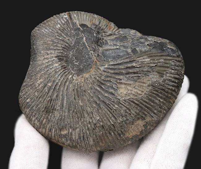 特徴的な肋（リブ）が保存された、ジュラ紀中期の珍しいアンモナイト、マクロセファリテス（Macrocephalites）の化石（その2）