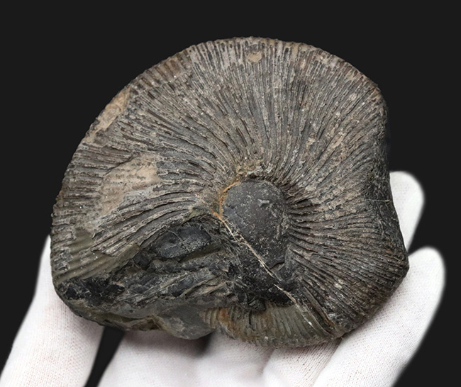 特徴的な肋（リブ）が保存された、ジュラ紀中期の珍しいアンモナイト、マクロセファリテス（Macrocephalites）の化石（その3）