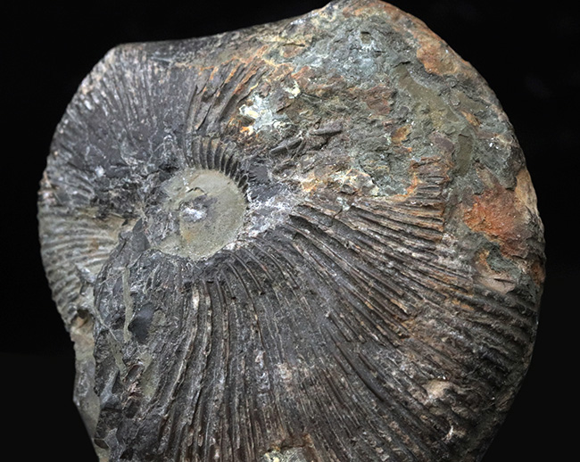 特徴的な肋（リブ）が保存された、ジュラ紀中期の珍しいアンモナイト、マクロセファリテス（Macrocephalites）の化石（その4）
