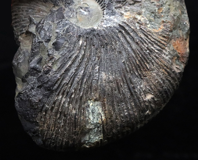 特徴的な肋（リブ）が保存された、ジュラ紀中期の珍しいアンモナイト、マクロセファリテス（Macrocephalites）の化石（その5）