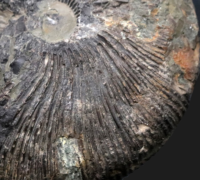 特徴的な肋（リブ）が保存された、ジュラ紀中期の珍しいアンモナイト、マクロセファリテス（Macrocephalites）の化石（その6）