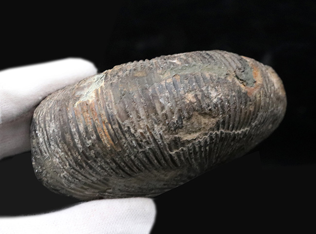 特徴的な肋（リブ）が保存された、ジュラ紀中期の珍しいアンモナイト、マクロセファリテス（Macrocephalites）の化石（その7）