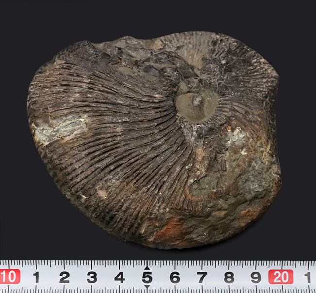 特徴的な肋（リブ）が保存された、ジュラ紀中期の珍しいアンモナイト、マクロセファリテス（Macrocephalites）の化石（その8）