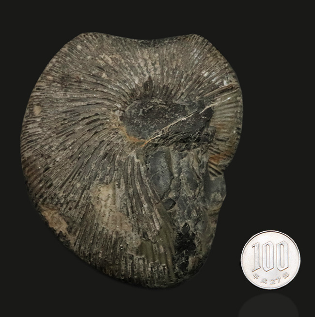 特徴的な肋（リブ）が保存された、ジュラ紀中期の珍しいアンモナイト、マクロセファリテス（Macrocephalites）の化石（その9）