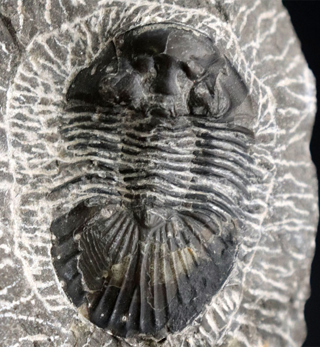 扇状の大きな尾板が特徴の三葉虫、スクテラム（Scutellum）の化石（その1）