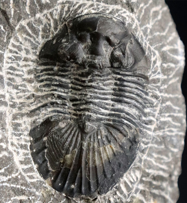 扇状の大きな尾板が特徴の三葉虫、スクテラム(Scutellum)の化石(その1)