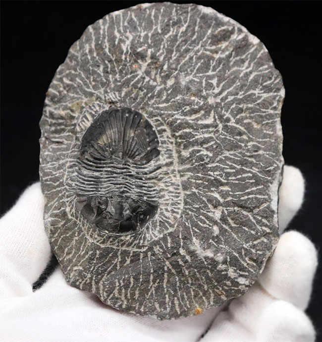 扇状の大きな尾板が特徴の三葉虫、スクテラム(Scutellum)の化石(その2)