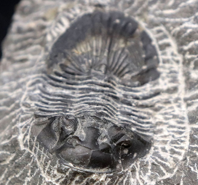 扇状の大きな尾板が特徴の三葉虫、スクテラム(Scutellum)の化石(その3)