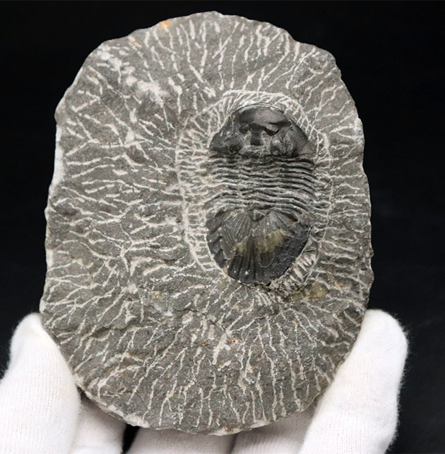 扇状の大きな尾板が特徴の三葉虫、スクテラム（Scutellum）の化石（その4）
