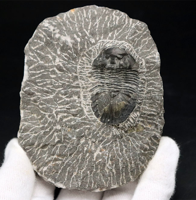 扇状の大きな尾板が特徴の三葉虫、スクテラム(Scutellum)の化石(その4)