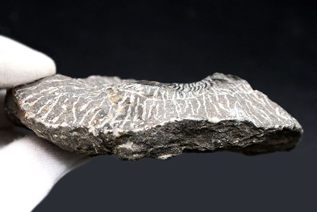 扇状の大きな尾板が特徴の三葉虫、スクテラム（Scutellum）の化石（その5）