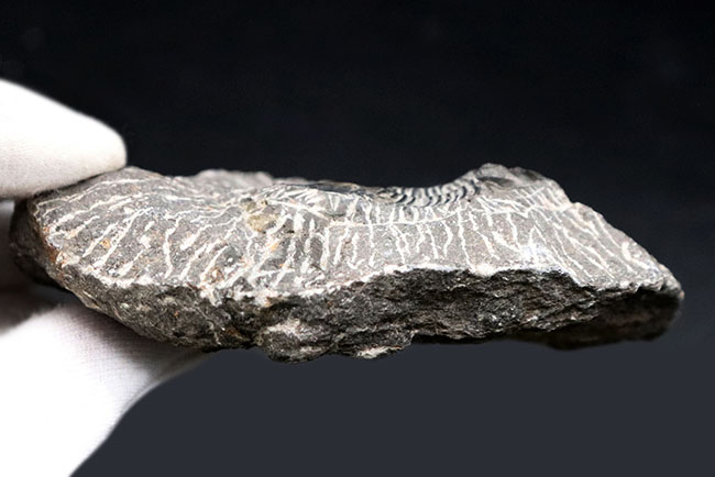 扇状の大きな尾板が特徴の三葉虫、スクテラム(Scutellum)の化石(その5)