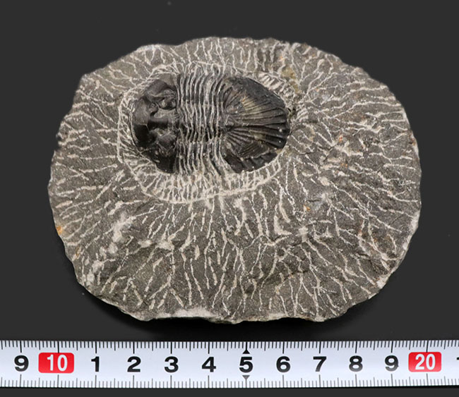 扇状の大きな尾板が特徴の三葉虫、スクテラム（Scutellum）の化石（その6）