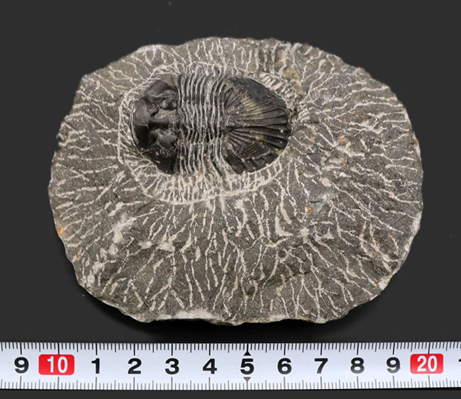 扇状の大きな尾板が特徴の三葉虫、スクテラム(Scutellum)の化石(その6)