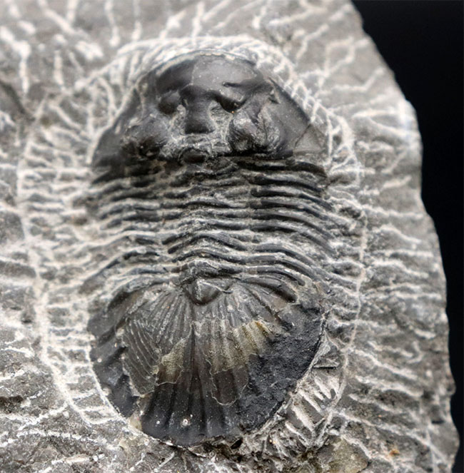 扇状の大きな尾板が特徴の三葉虫、スクテラム(Scutellum)の化石(その7)