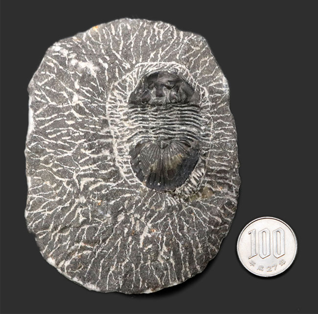 扇状の大きな尾板が特徴の三葉虫、スクテラム(Scutellum)の化石(その8)