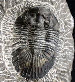 扇状の大きな尾板が特徴の三葉虫、スクテラム（Scutellum）の化石